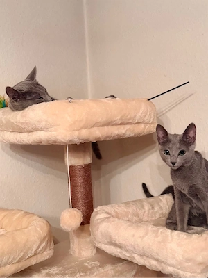 Russisch Blau Katzen   Kitten