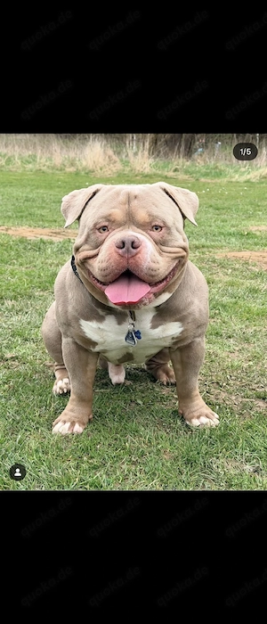 Deckrüde American Bully mit Abkc Papier