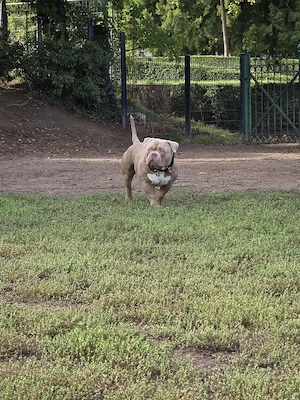 Deckrüde American Bully mit Abkc Papier Bild 4