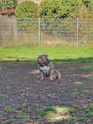 Deckrüde American Bully mit Abkc Papier Bild 5