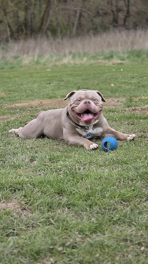 Deckrüde American Bully mit Abkc Papier Bild 3