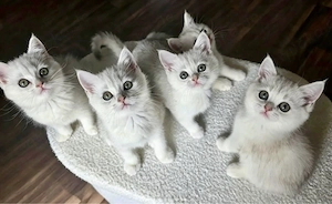Wunderschöne BKH-Kitten such wundervolle Famillien