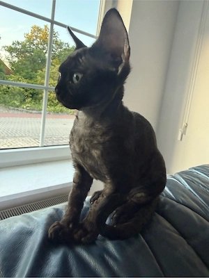 Devon Rex Kitten mit Stammbaum 
