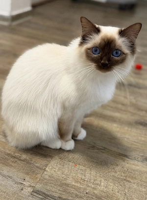 Katze Nova abzugeben