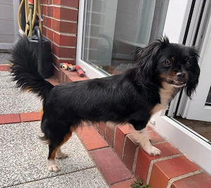 Pekingese Hündin 2j KINDERLIEB in Brandenburg besuchbar 