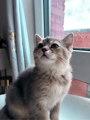 BKH Kitten suchen eine neue Familie 