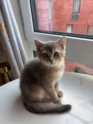 BKH Kitten suchen eine neue Familie 
