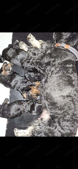Maltipoo Welpen 