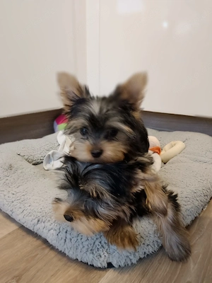 2 Yorkshire Terrier Welpen beides Hündin 