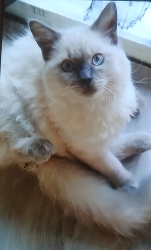Ragdoll Prinzessin !!!