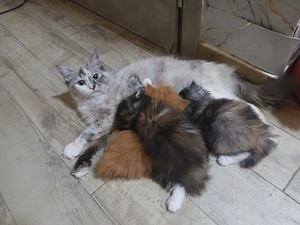 Heiligebirma kitten 