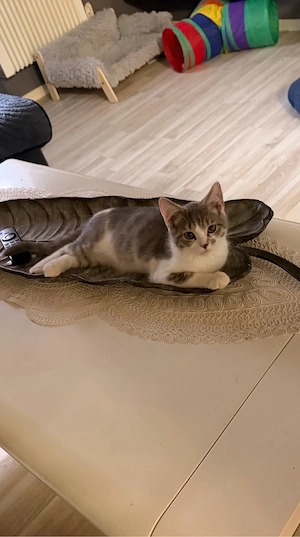 Wunderschöne BKH Katzenbays 