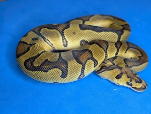 1.0 Enchi Clown 