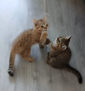 Bkh Bärchen noch 2 Kitten Abholbereit !!!