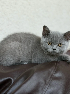 Wunderschöner Britisch-Kurzhaar-Kater in traumhaftem Blau sucht sein liebevolles Zuhause