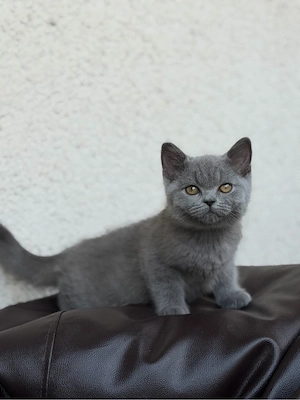 Britisch-Kurzhaar-Katerchen in der Farbe Blau 