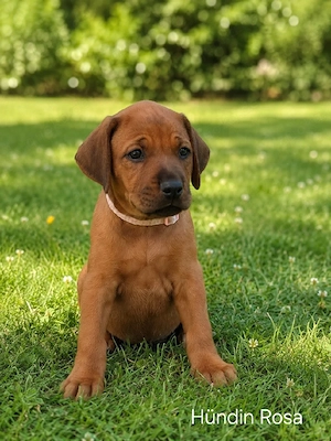 Drei bezaubernde Rhodesian-Ridgeback Bild 3