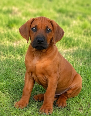 Drei bezaubernde Rhodesian-Ridgeback Bild 2