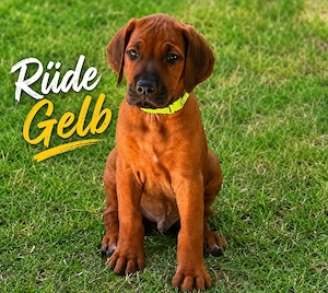 Drei bezaubernde Rhodesian-Ridgeback