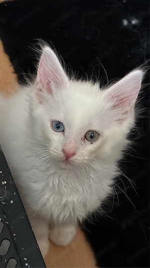 maine coon ragdoll kater