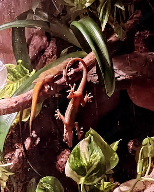 Reptilien auffangstation