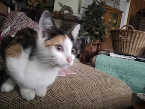 Rote bunte Katzen Kitten Kätzchen Katzen
