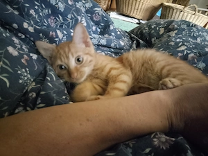 Kitten Kätzchen Katzen abzugeben