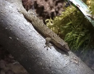 jungferngeckos 