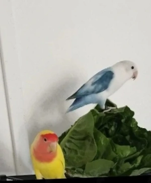 1 Pärchen Pfirsichköpfchen 