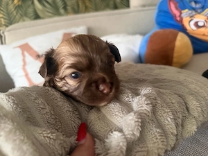 zwei chihuahua rüden 