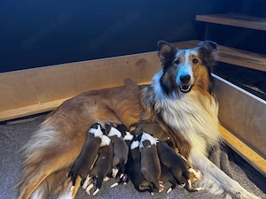 Collie Welpen suchen ein Zuhause!