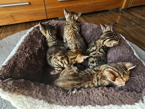 Reinrassige Bengal Kitten Katzen 
