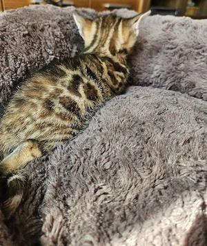 Reinrassige Bengal Kitten Katzen 