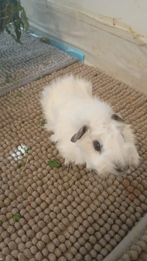 Meerschweinchen Deckböckchen Bild 2