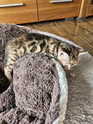 Reinrassige Bengal Kitten Katzen 