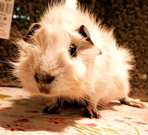 Meerschweinchen Deckböckchen