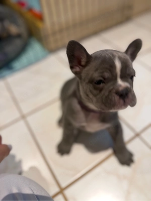 Wunderschöne gesunde französische Bulldoggen suchen Sofaplatz