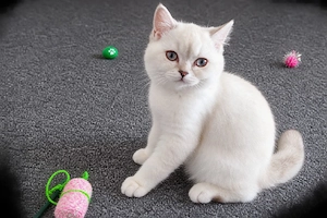 BKH Kitten