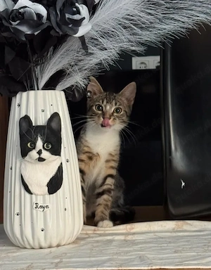 Simba (ohne Raya) Fröhlich lustiger Kater sucht spannendes Zuhause