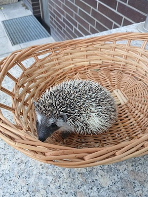 Weißbauchigel 
