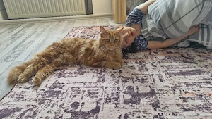 Maine Coon Kater  Bild 2