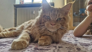 Maine Coon Kater 
