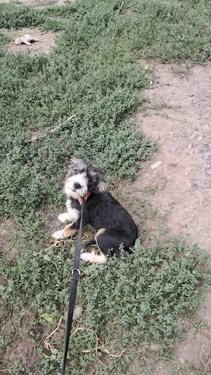 Emmi, kleines Hundemädchen sucht schönes Zuhause