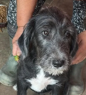 Dolly, kleines Hundekind sucht Zuhause