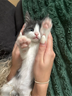 Baby Kater 