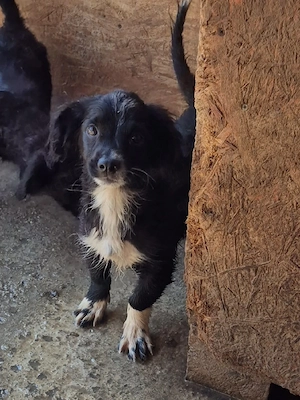 Edgar - kleiner Zwerg sucht ein Zuhause 