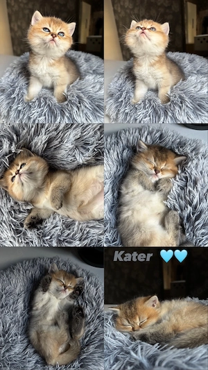    Besonders verschmuster British-Kater sucht ab 12 Wochen sein Zuhause   