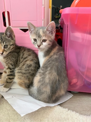 Bkh Ekh 5 Kitten suchen liebevolles neues zu Hause