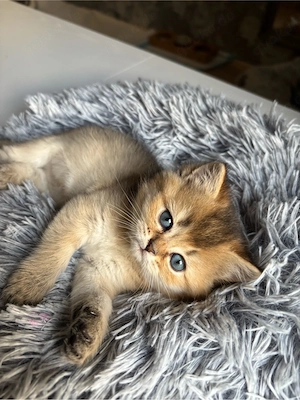    Liebevoller British-Langhaar-Mix Kater sucht ab 12 Wochen sein Zuhause Bild 4