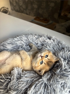    Liebevoller British-Langhaar-Mix Kater sucht ab 12 Wochen sein Zuhause Bild 3